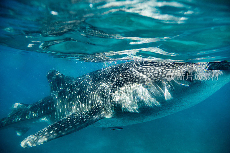 水下拍摄的鲸鲨(Rhincodon typus)在其自然栖息地。